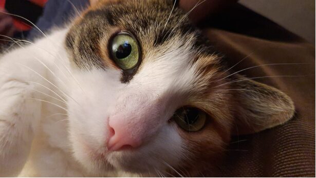 Chat câliné par Val