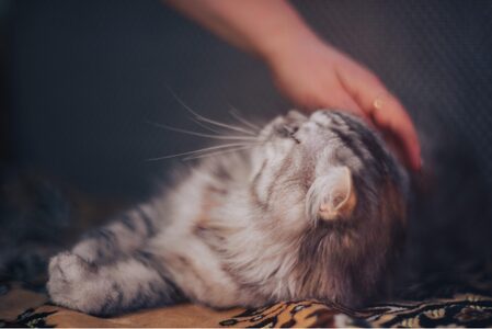 Caresses à un chat
