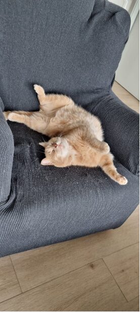 Chat roux endormi
