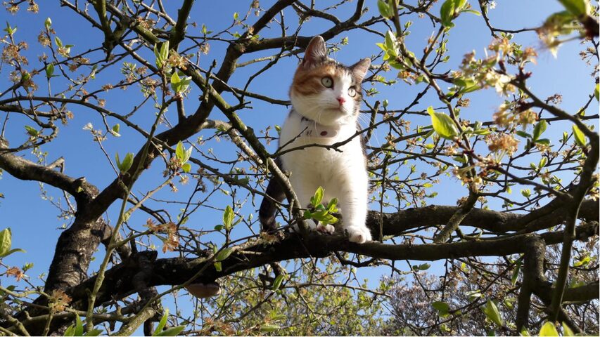 Chat dans un arbre