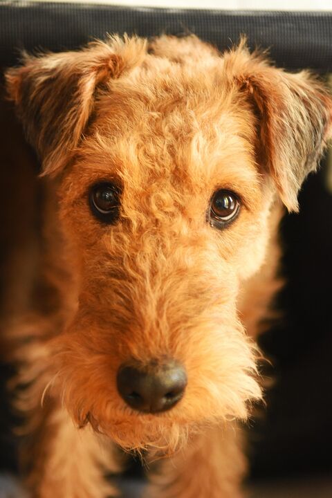 Chien fauve