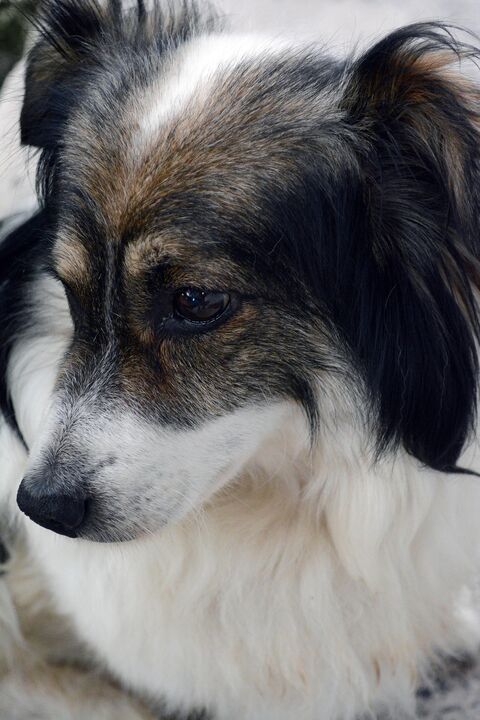 Chien blanc et noir